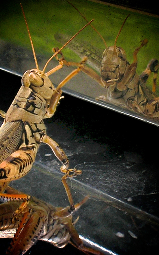 Illustration for article titled Shooting Challenge: Bugs Gallery (Part 3)